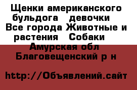 Щенки американского бульдога ( девочки) - Все города Животные и растения » Собаки   . Амурская обл.,Благовещенский р-н